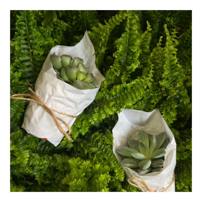 Plant Favours 15 succulent wedding favours with white tissue paper and twine, on a bed of ferns