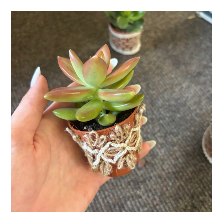Plant Favours 16 living wedding favour succulent