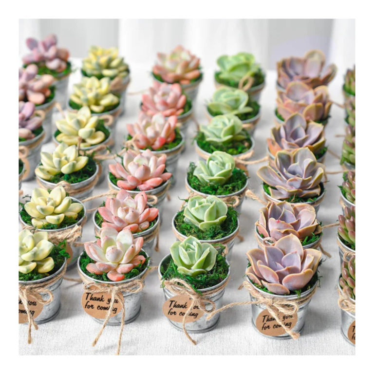 Plant Favours 9 colourful wedding succulents in metal pots with name labels twine and