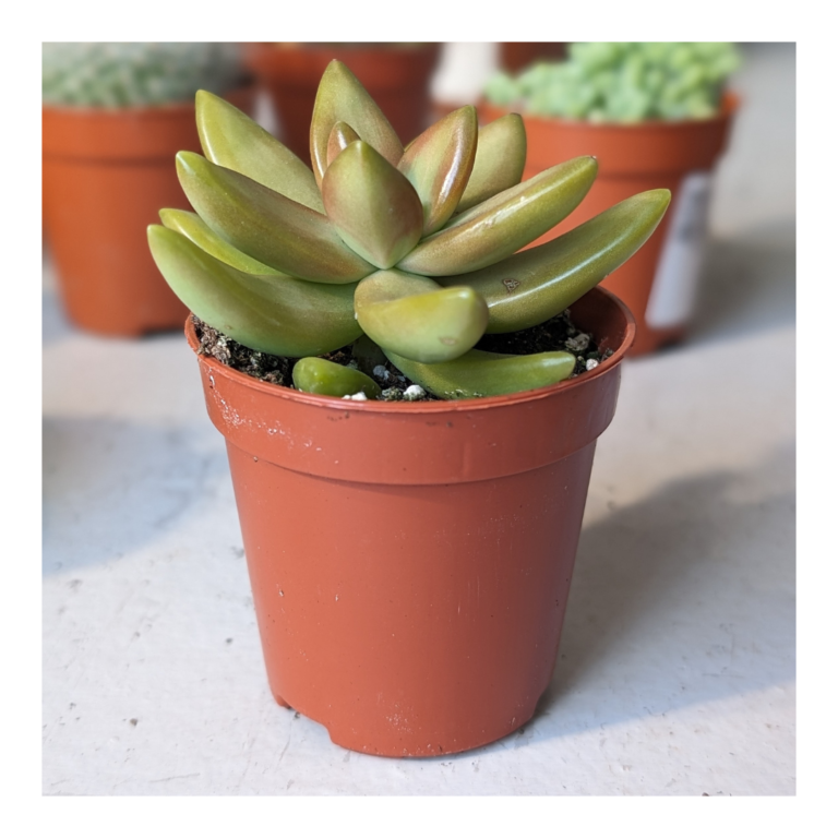 Plant Favours 10 succulent wedding favour in nursery pot