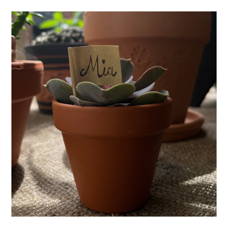 Plant Favours 11 7