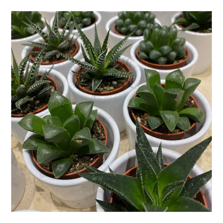 Plant Favours 12 Living succulent wedding favours in white ceramic posts