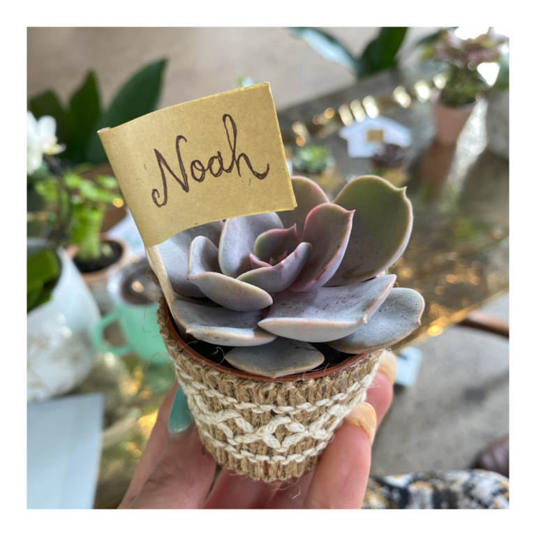 Plant Favours 13 Living plant favour on Succulents in hessian with name tag