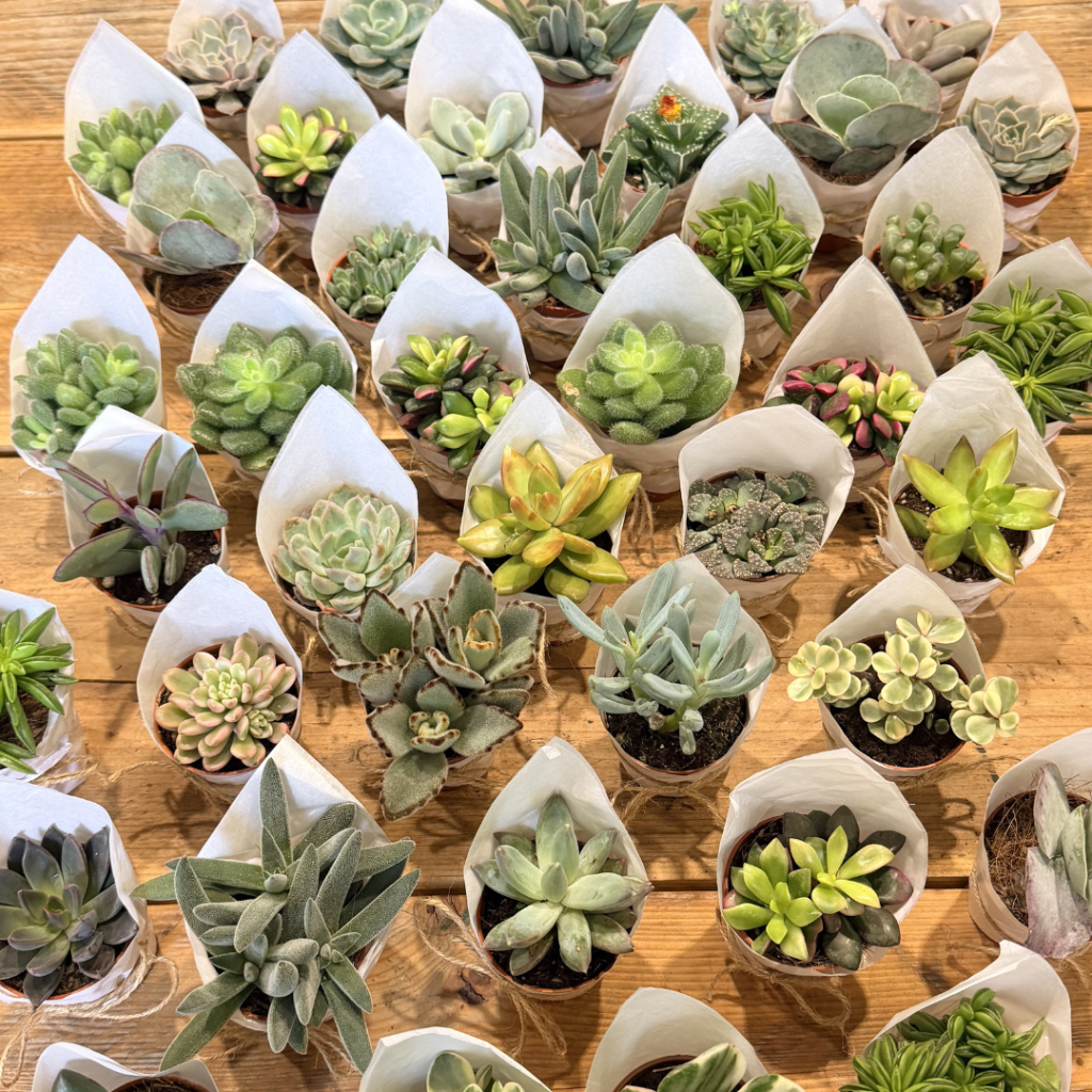 Succulent wedding favours