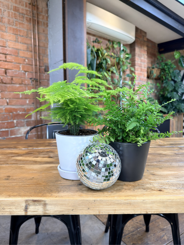 Asparagus fern in a white bot with a boston fern in a blackpot. Both of these plants are on top of the signing table at a wedding