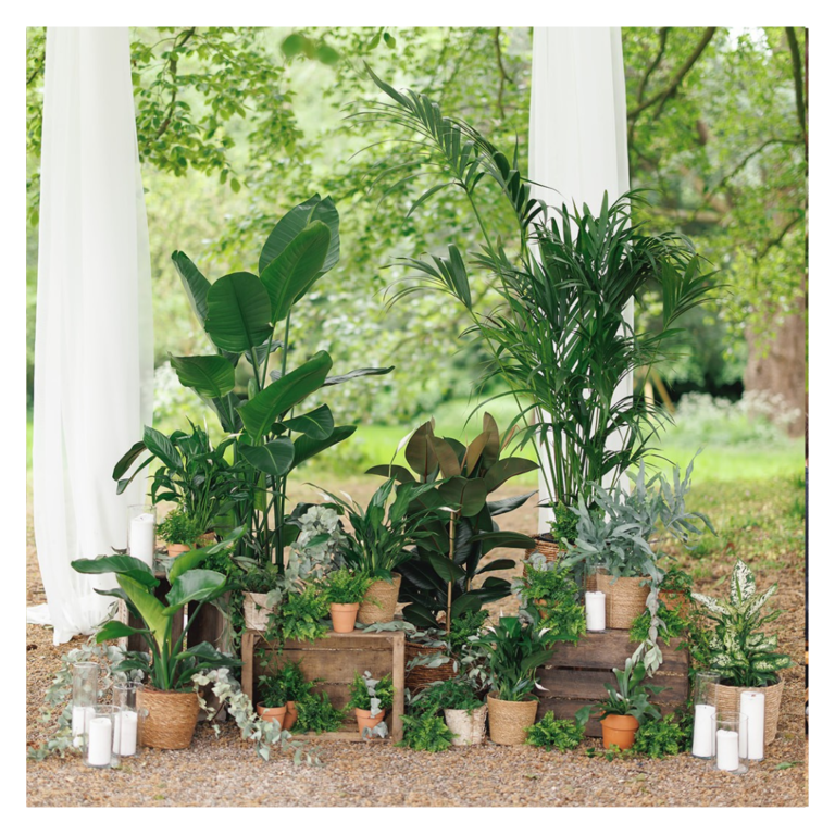 A Rustic mix of plants, candles and creates to create a living ceremony backdrop