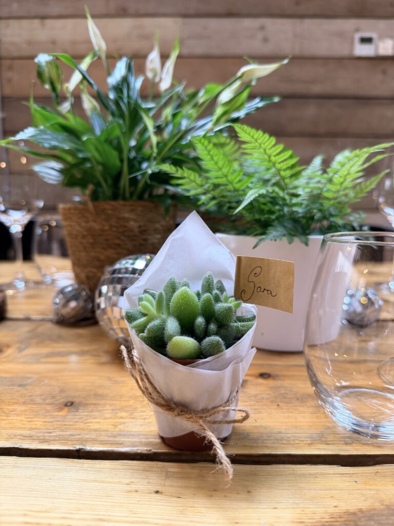 A Succulent as a wedding favour. Wrapped in white tissue paper and twine with a backdrop of a peace lily in a basket and disco balls