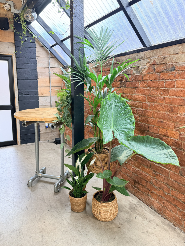 Pictured are a mix of plants to decorate a cake table. A huge alocasia steals the show next to a tall palm. All the plants are in wicker baskets and there are disco balls on the table.
