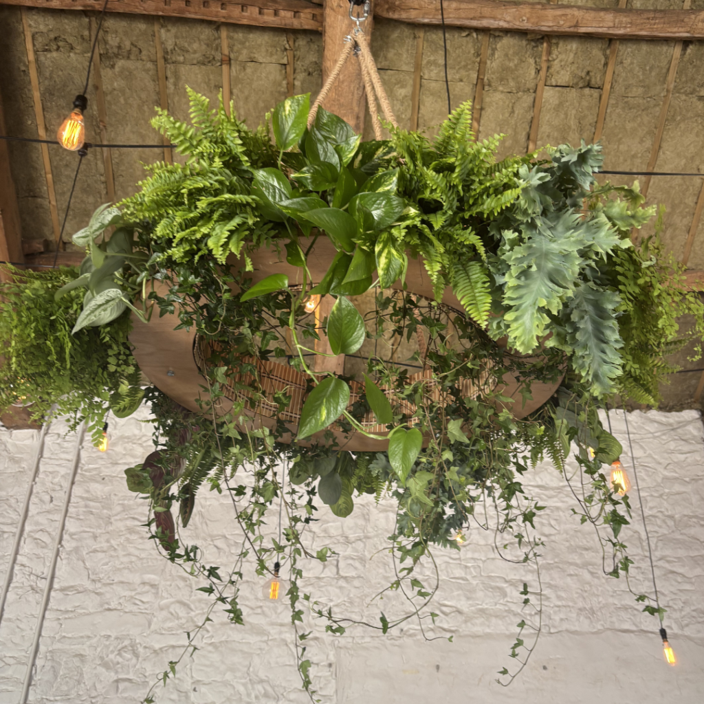 Living plant chandelier featuring trailing ivy, ferns and pothos suspended overhead as a botanical wedding ceiling installation and hanging greenery display.