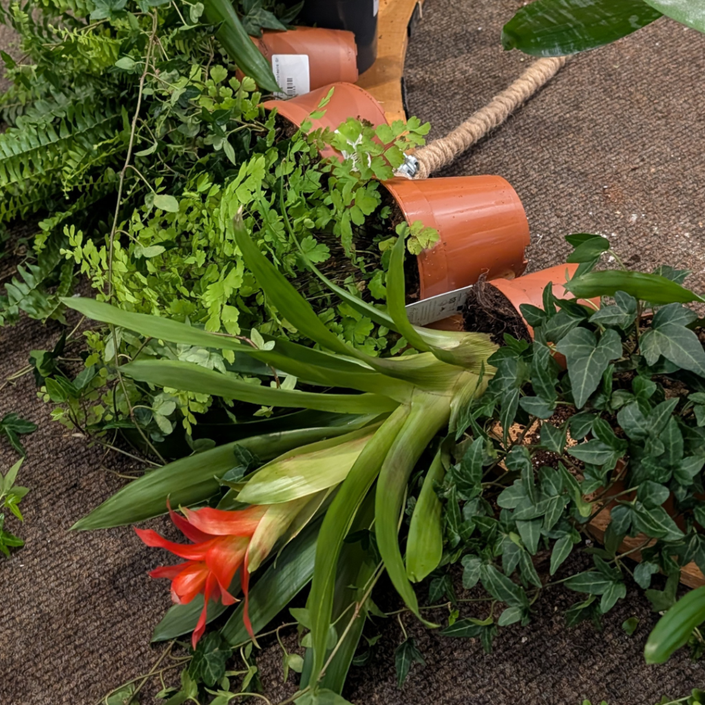 Living plants prepared for a bespoke wedding chandelier installation, including ferns, ivy and tropical foliage used to create a sustainable hanging greenery display for weddings and events.