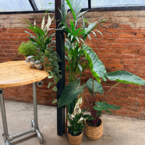Wedding cake area styled with tropical plants, disco balls and botanical wedding décor using reusable living plants.