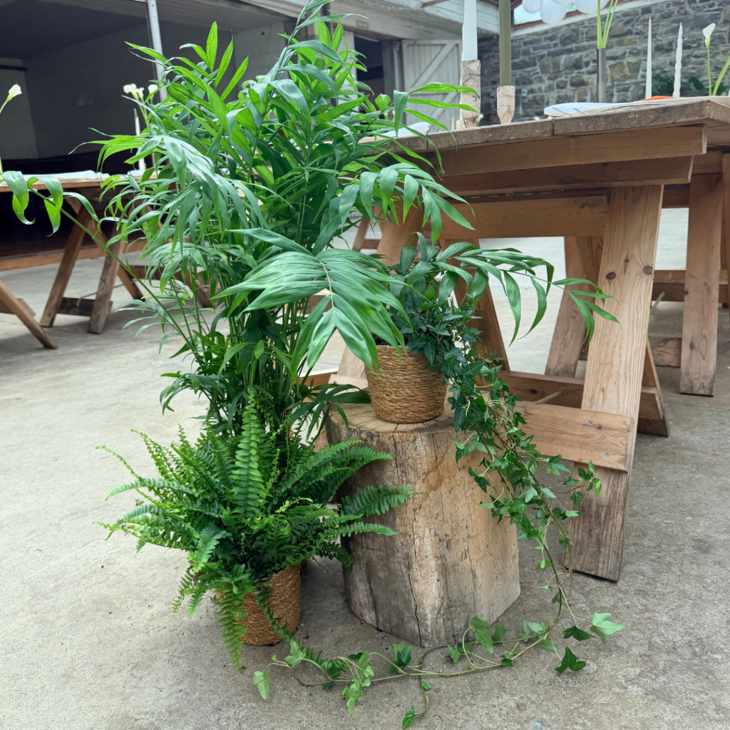 Statement end-of-table living plant arrangement with cascading ivy and tropical foliage for botanical wedding venue styling.